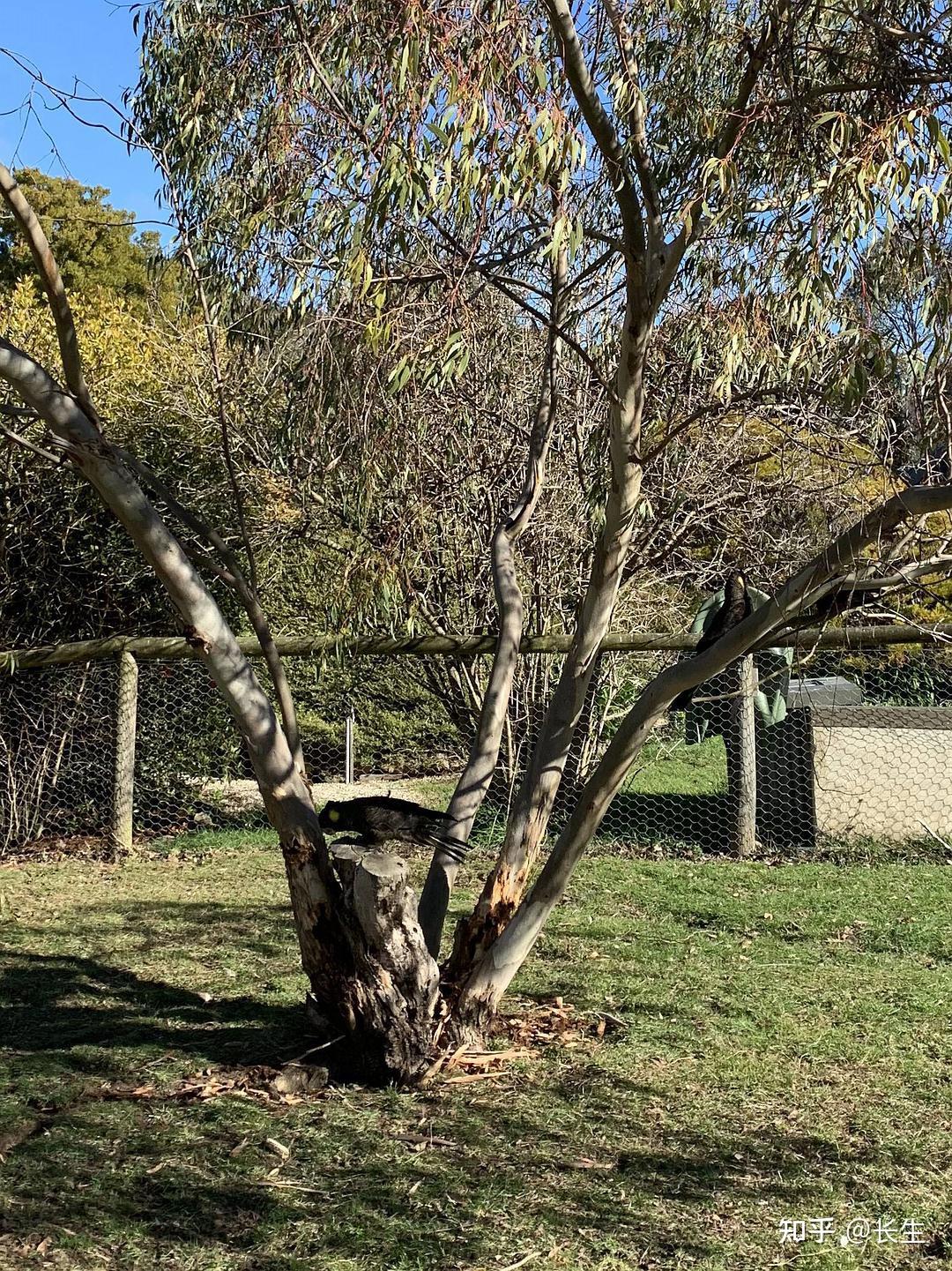 塔斯马尼亚联战术调整，关键球员或将首发出战的简单介绍